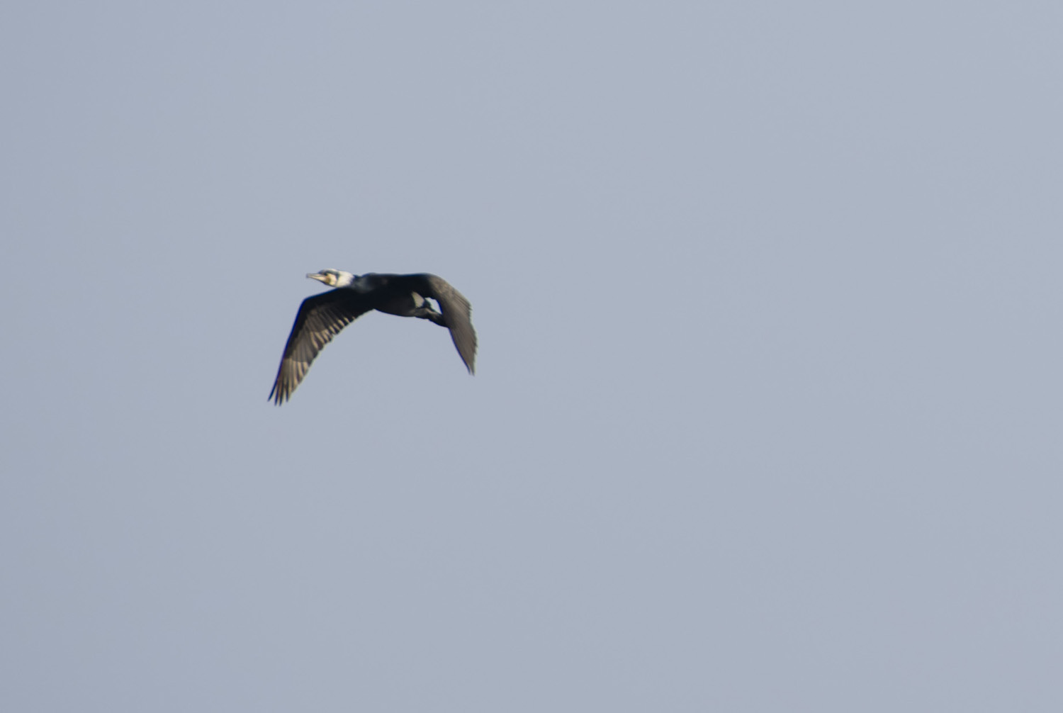 _DSC0033.JPG