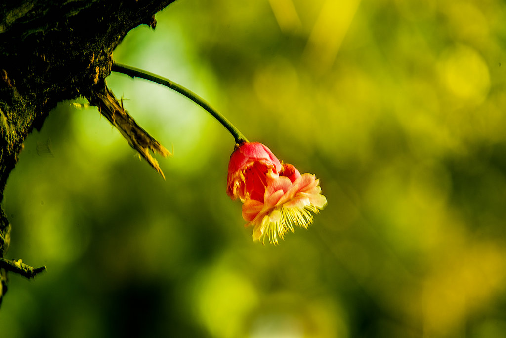 DSC_5342.jpg