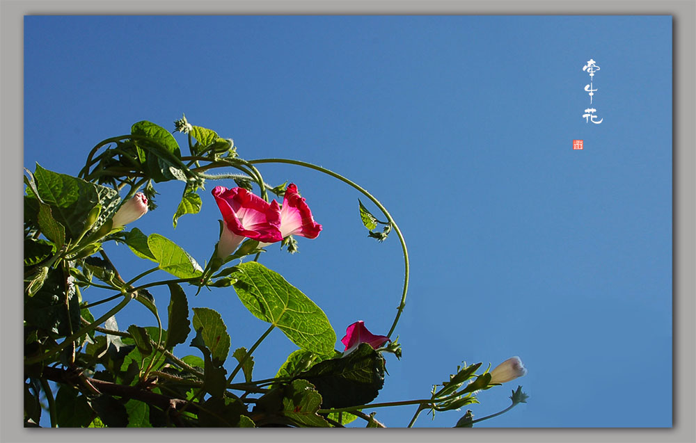 DSC_8108.JPG