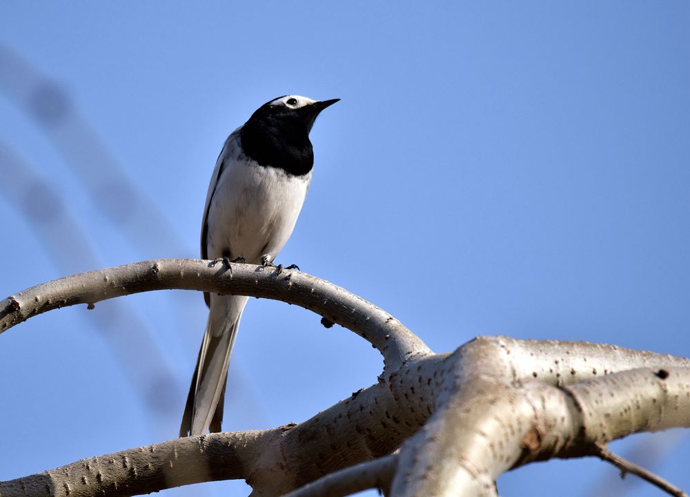 DSC_4370__.jpg