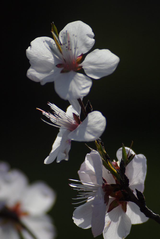 IMG_8392.jpg