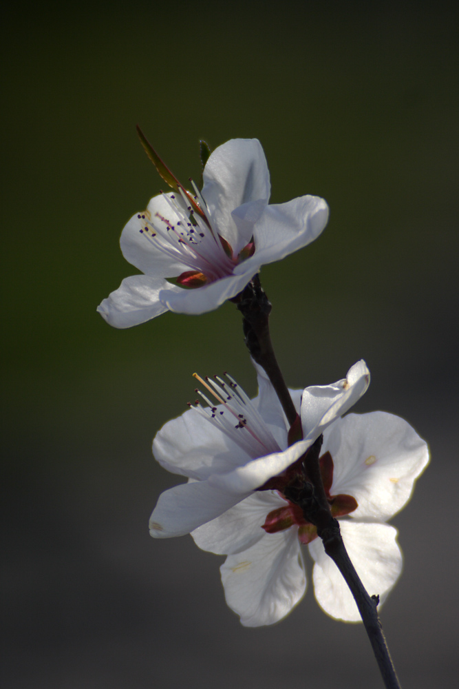 IMG_8413.jpg