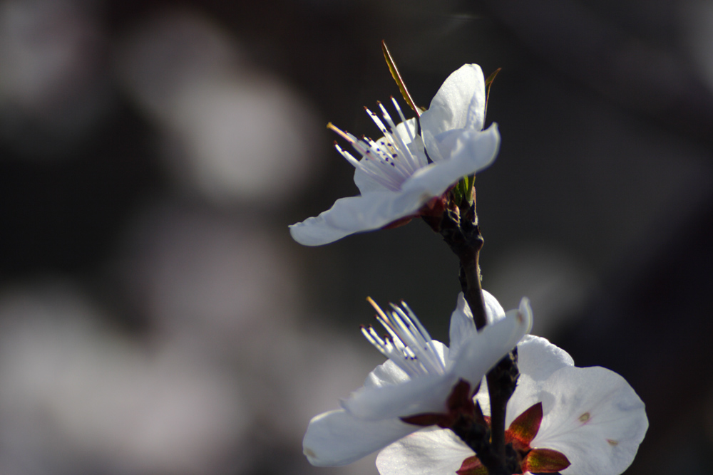IMG_8417.jpg