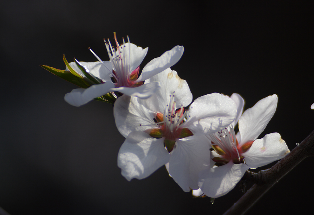 IMG_8423.jpg