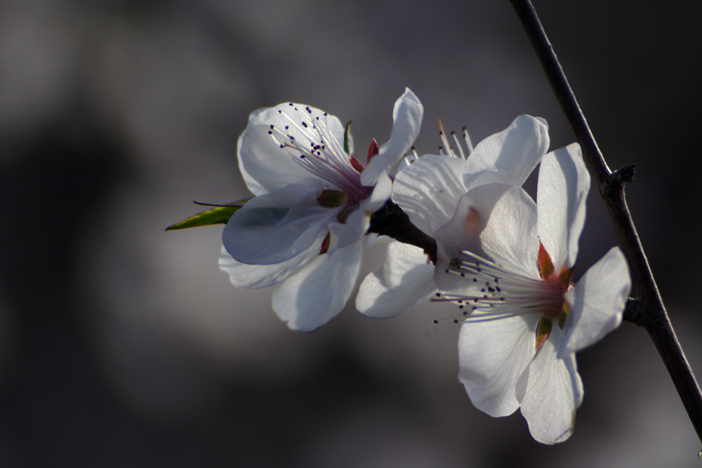 IMG_8426.jpg