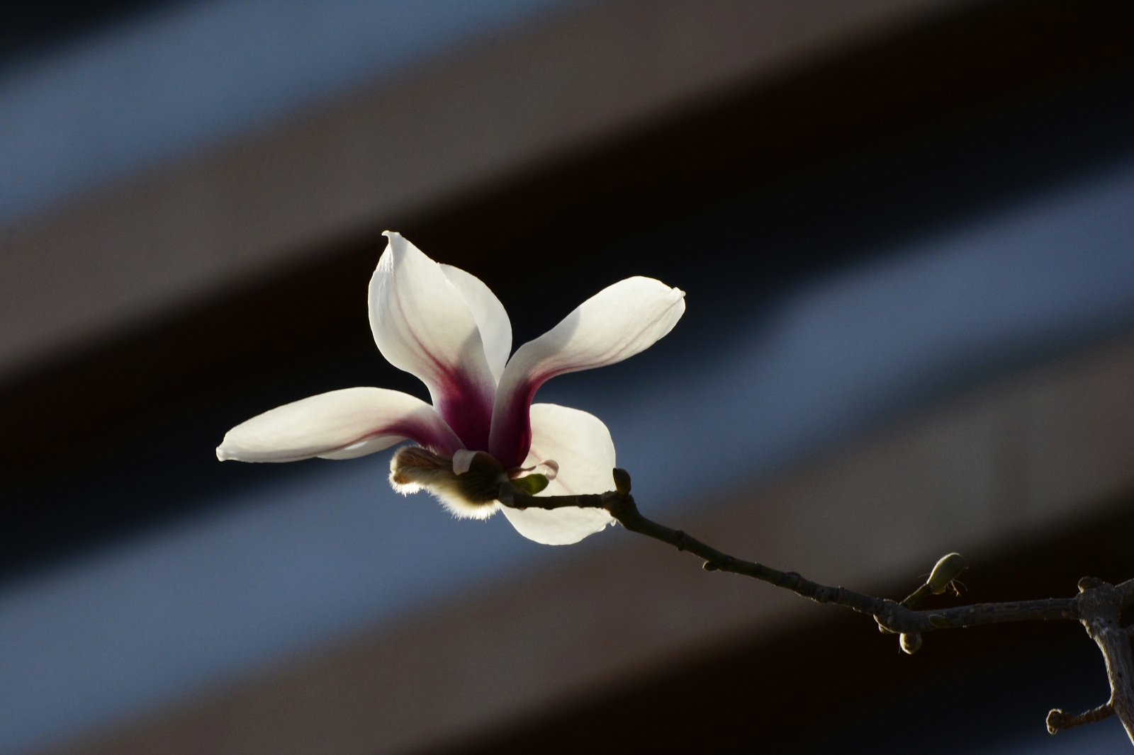 nEO_IMG__DSC0772.jpg