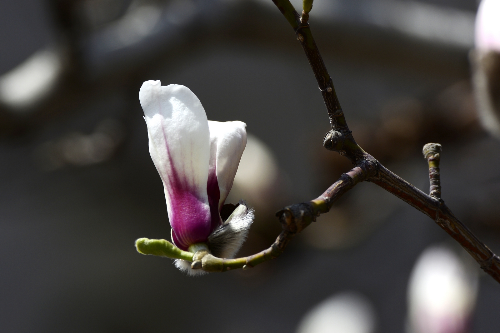 nEO_IMG__DSC0748.jpg