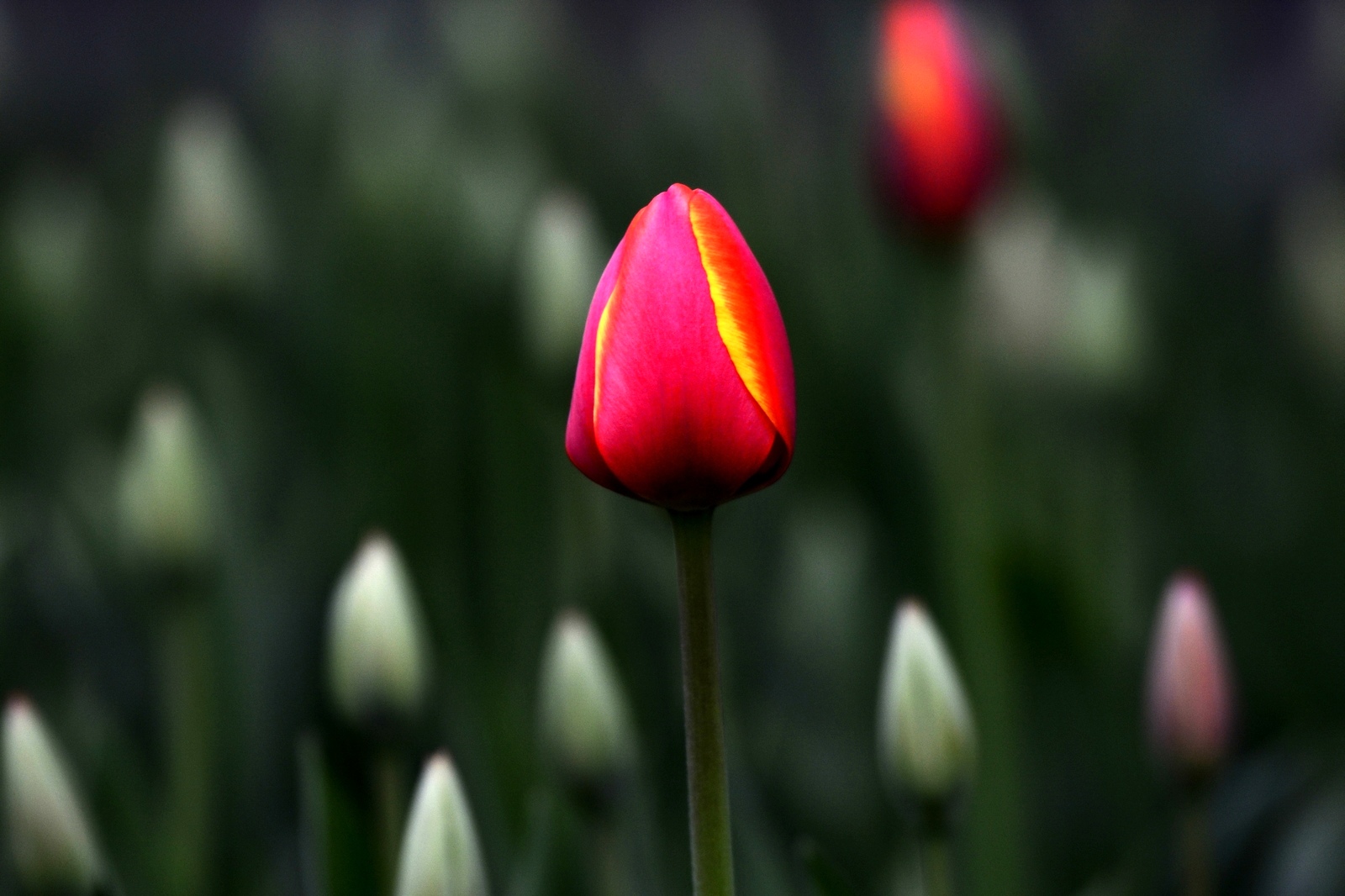 nEO_IMG__DSC0909.jpg