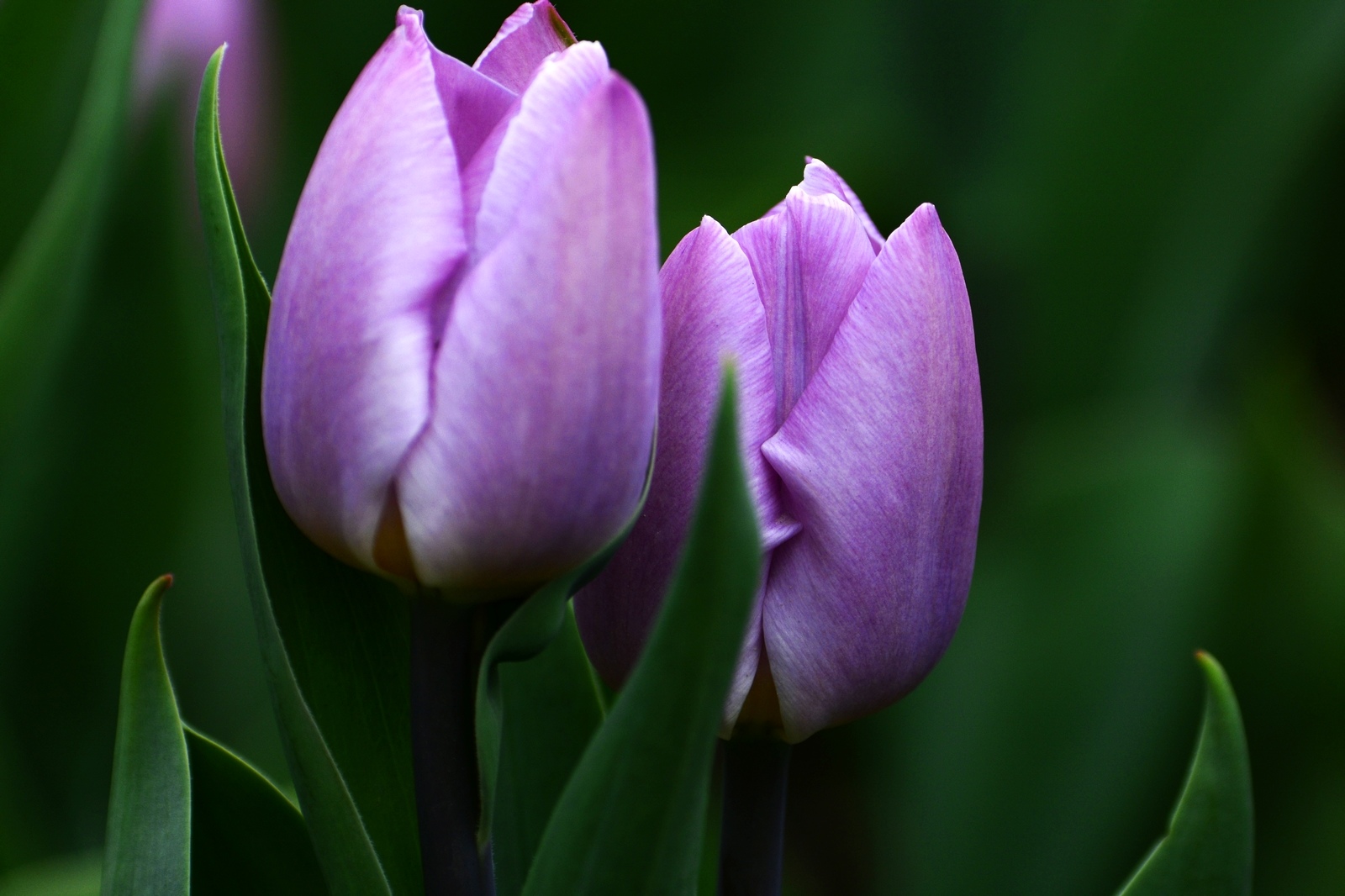 nEO_IMG__DSC0895.jpg
