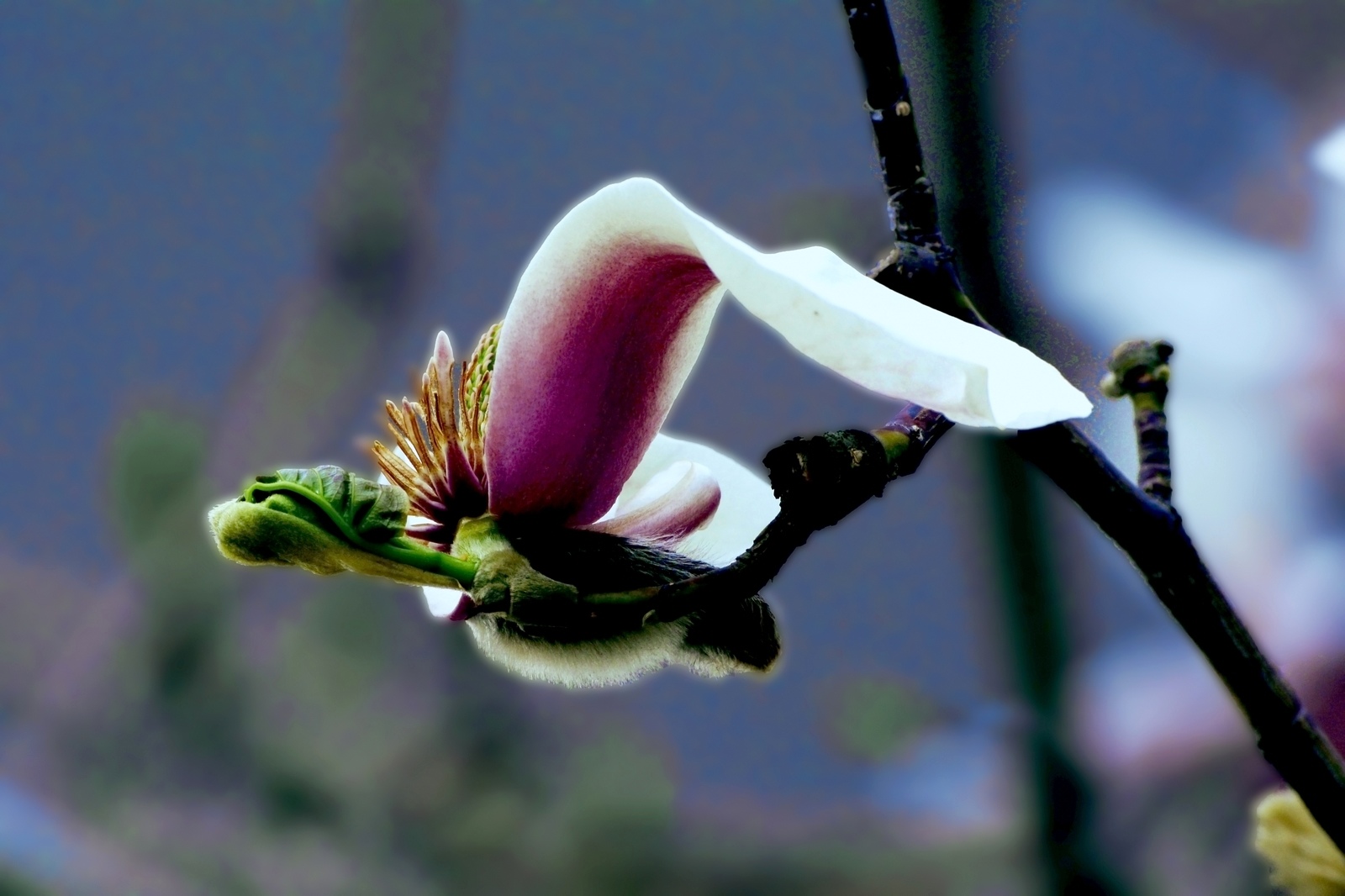 nEO_IMG__DSC0866.jpg