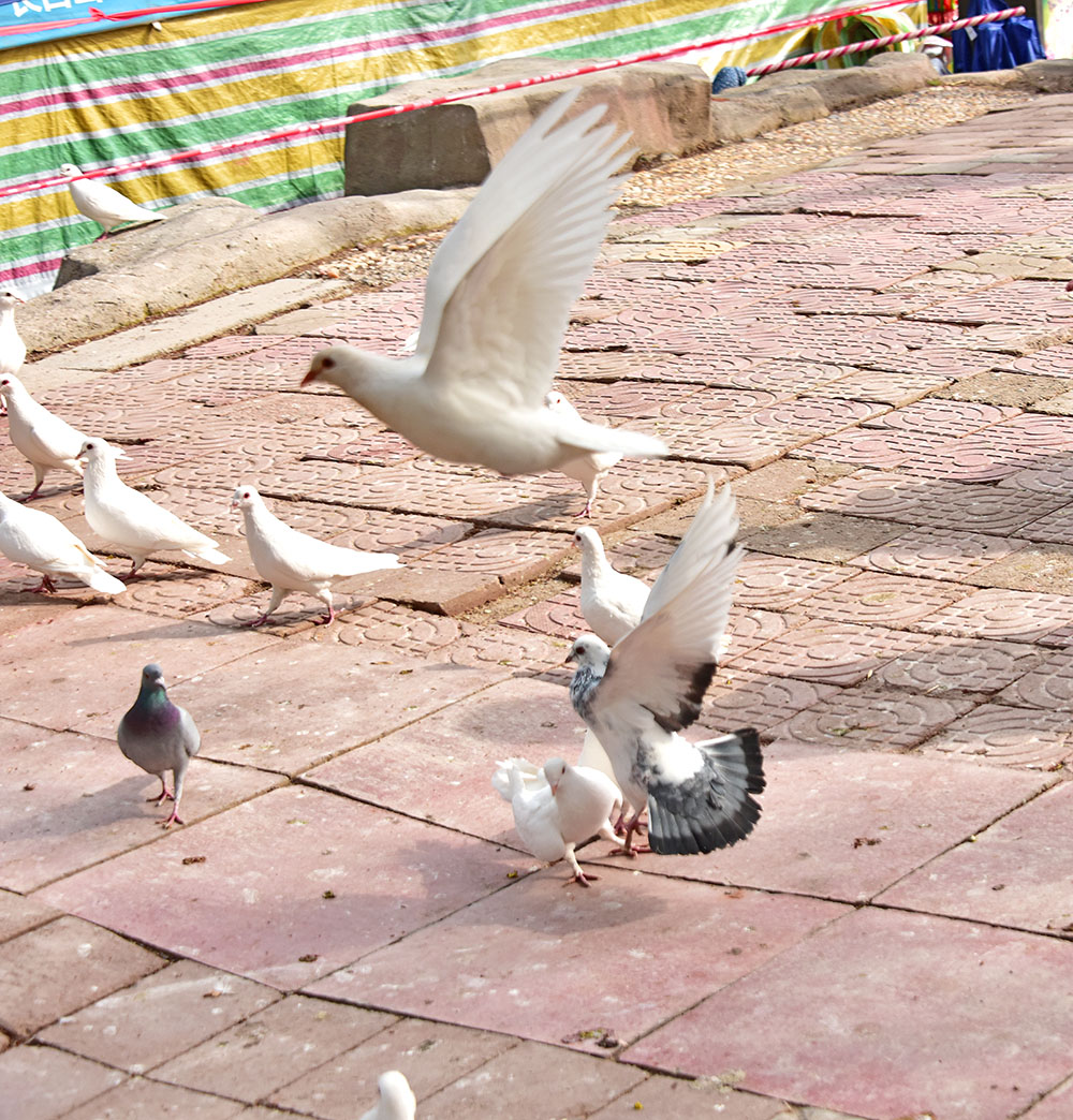DSC_5114.jpg
