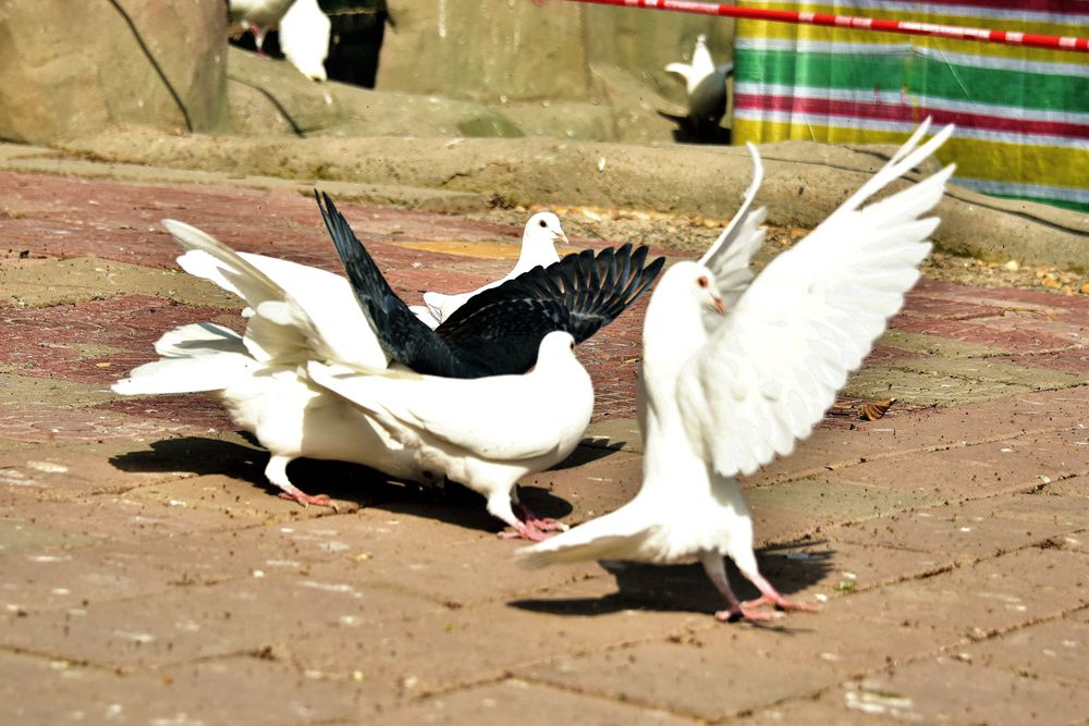 DSC_5149__.jpg