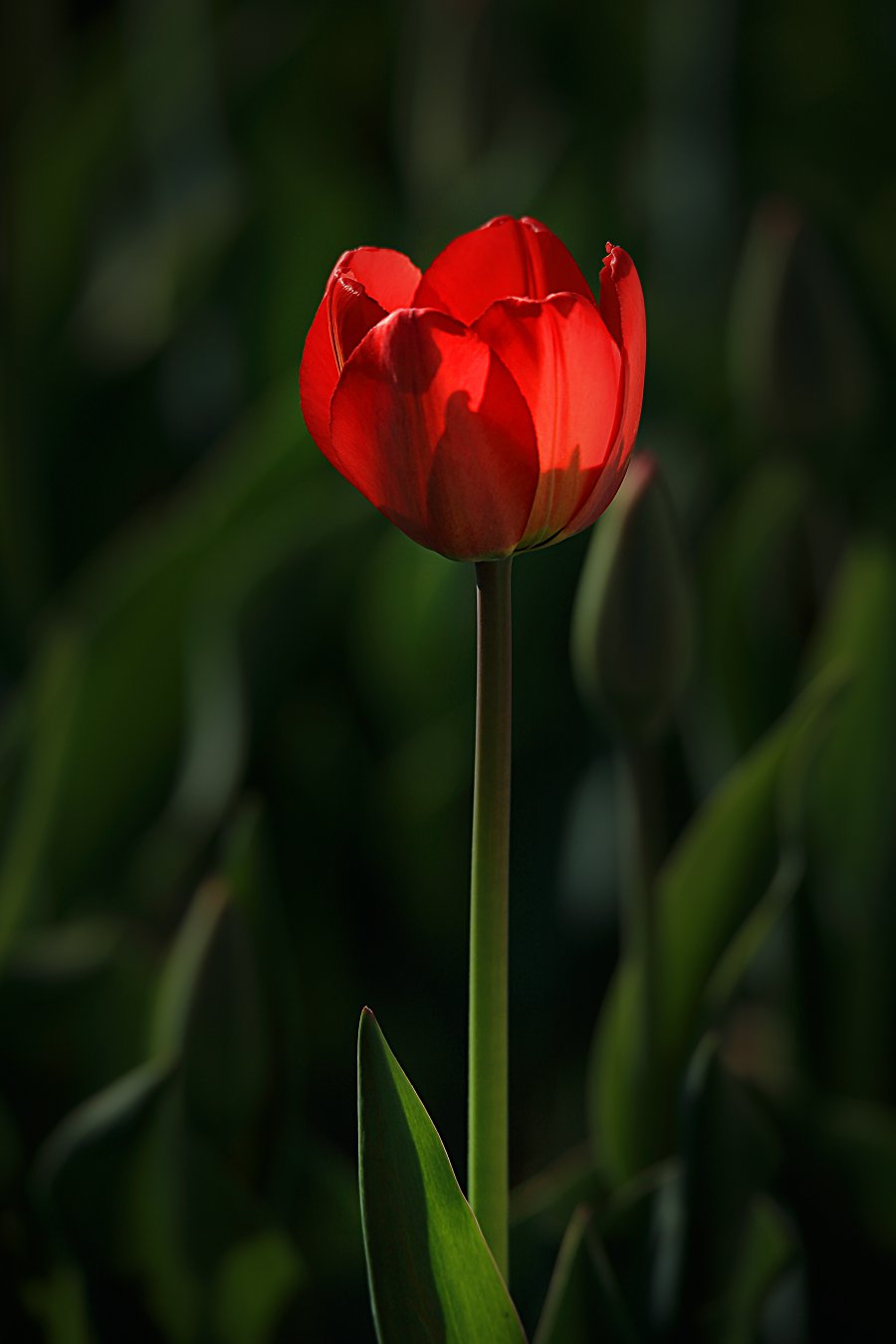 D31176.jpg
