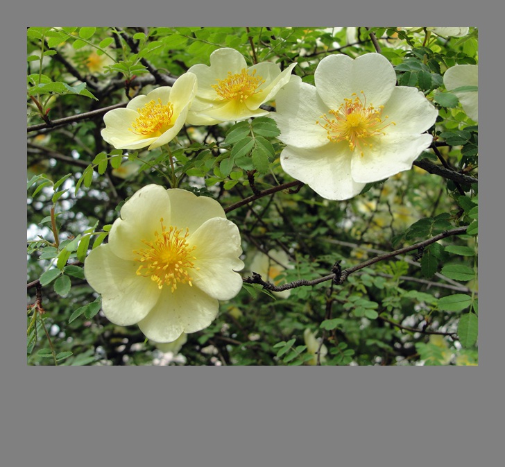 DSC07775_.jpg