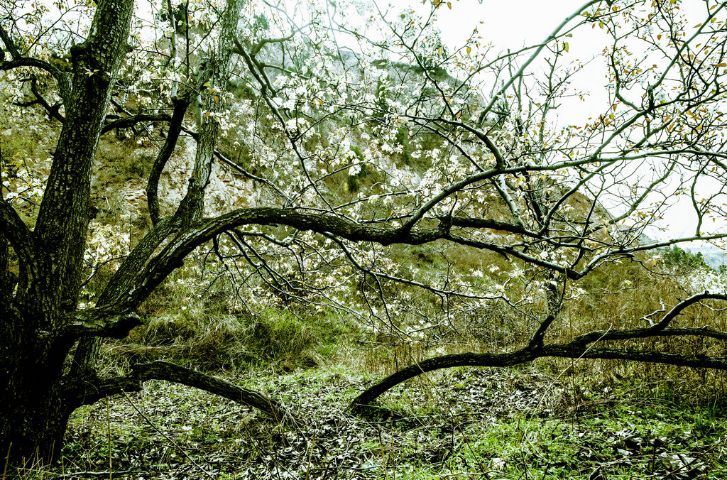 DSC_6771.jpg