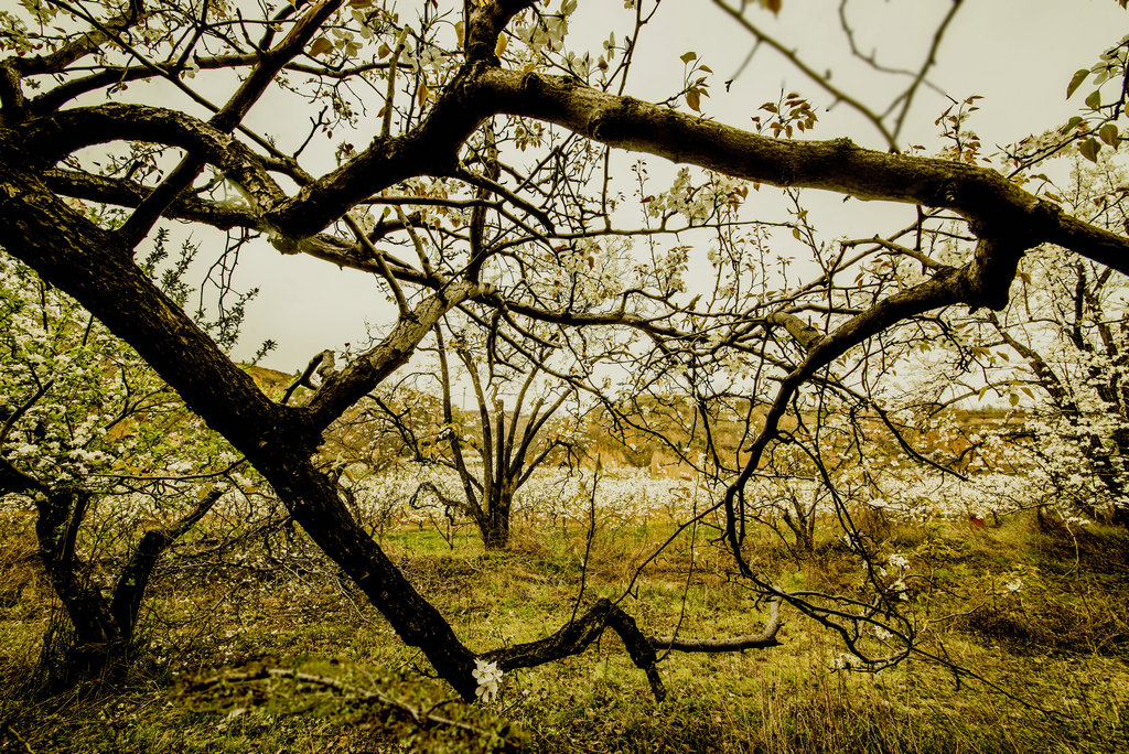 DSC_6768.jpg