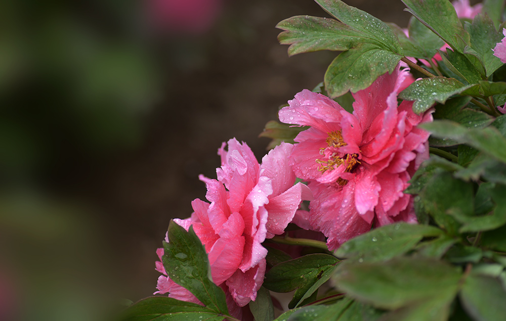 DSC_6283.JPG