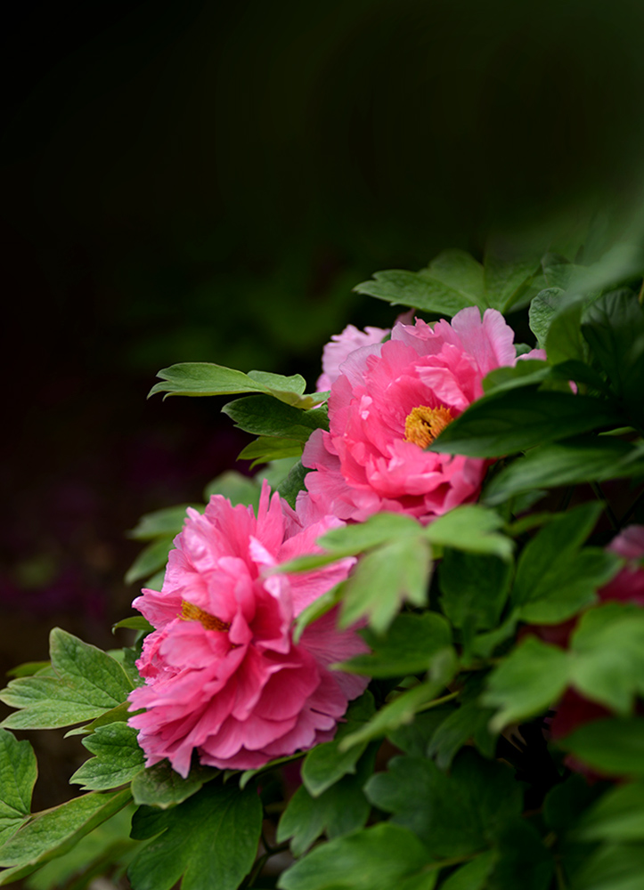 DSC_6312.JPG
