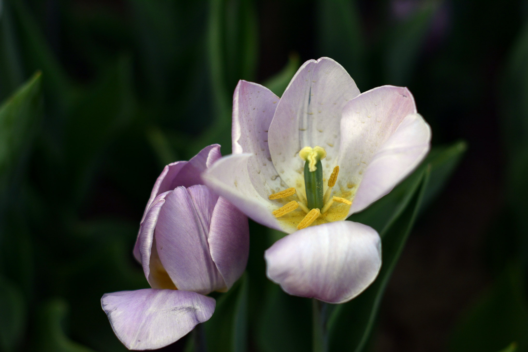 nEO_IMG__DSC1210.jpg