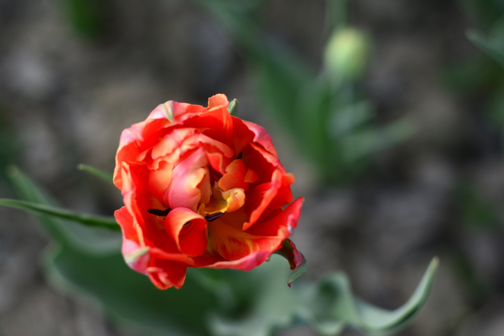 nEO_IMG__DSC1199.jpg