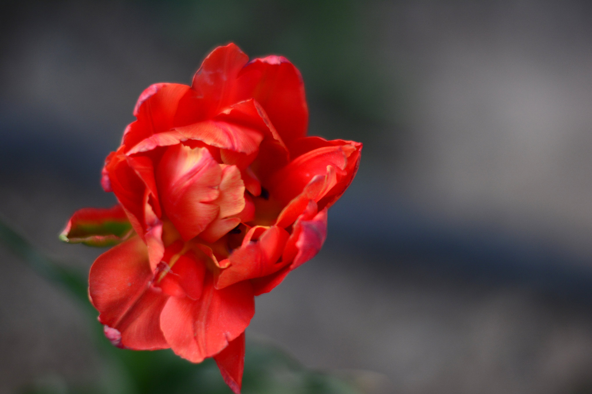 nEO_IMG__DSC1197.jpg