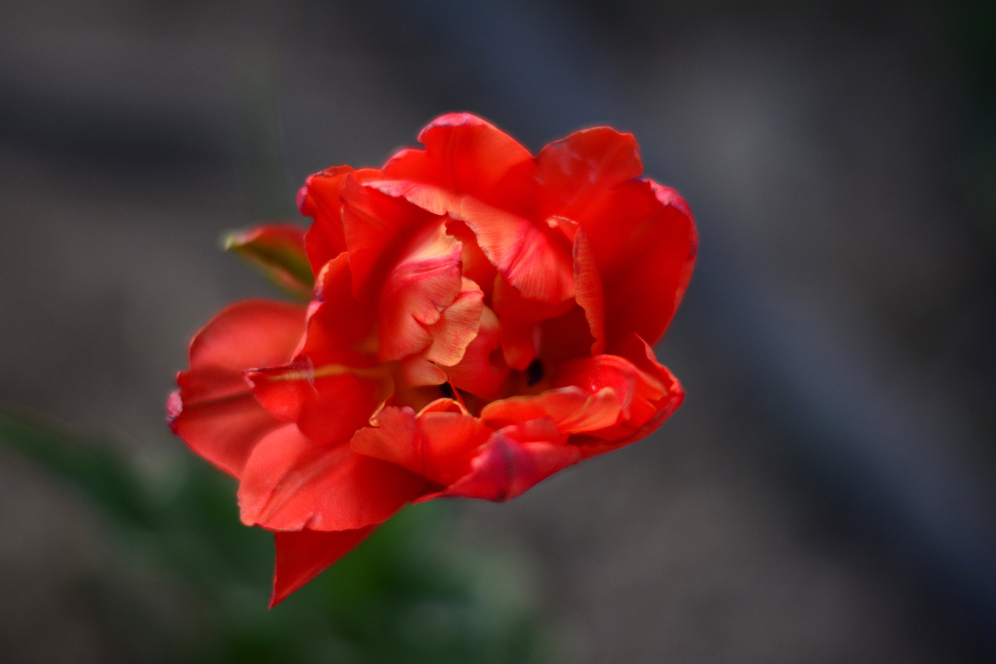 nEO_IMG__DSC1196.jpg
