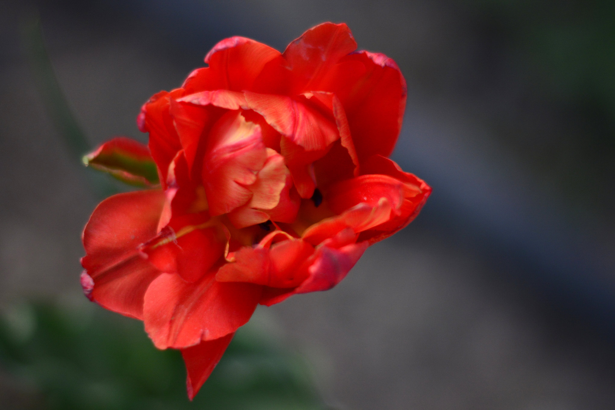 nEO_IMG__DSC1195.jpg