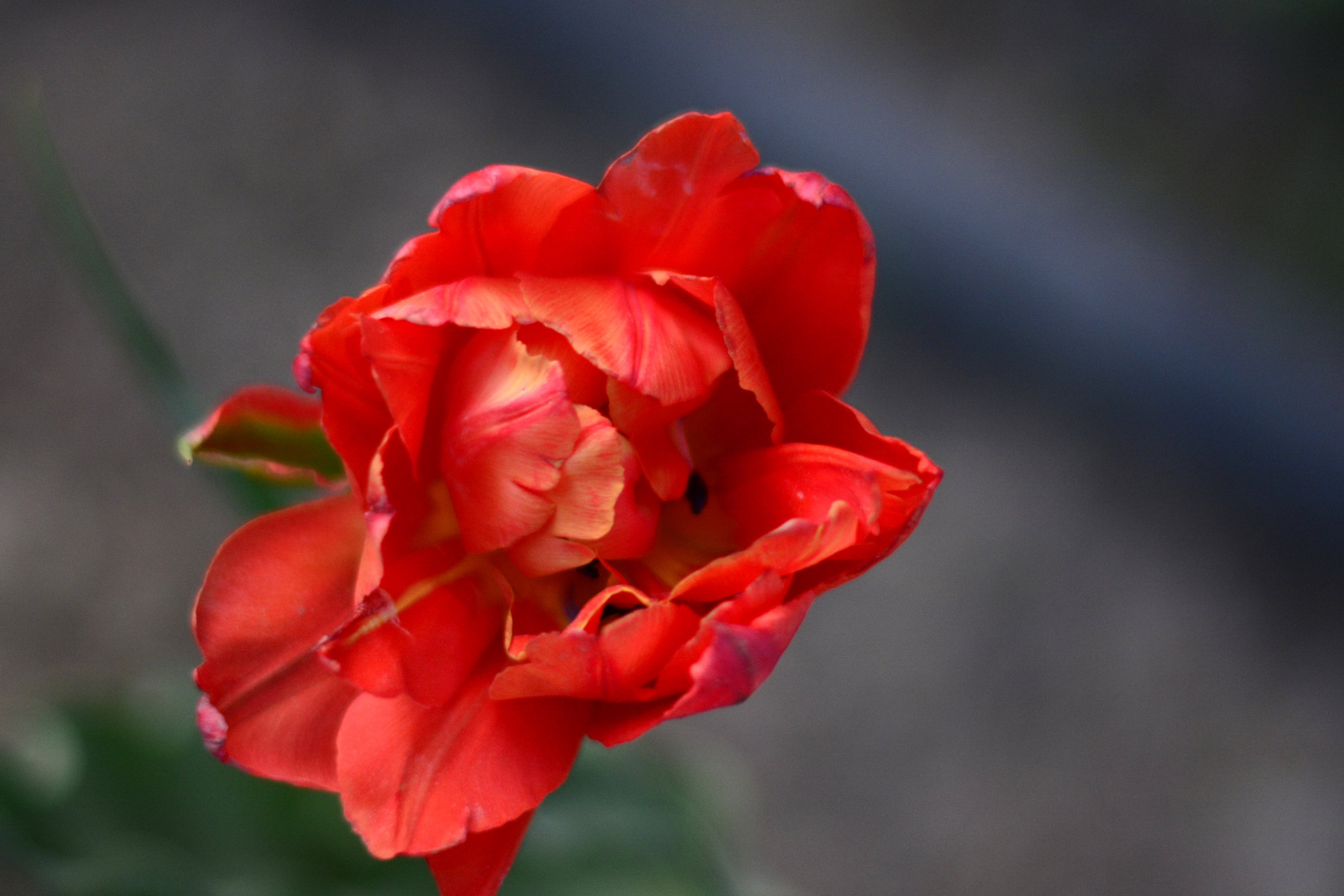 nEO_IMG__DSC1194.jpg
