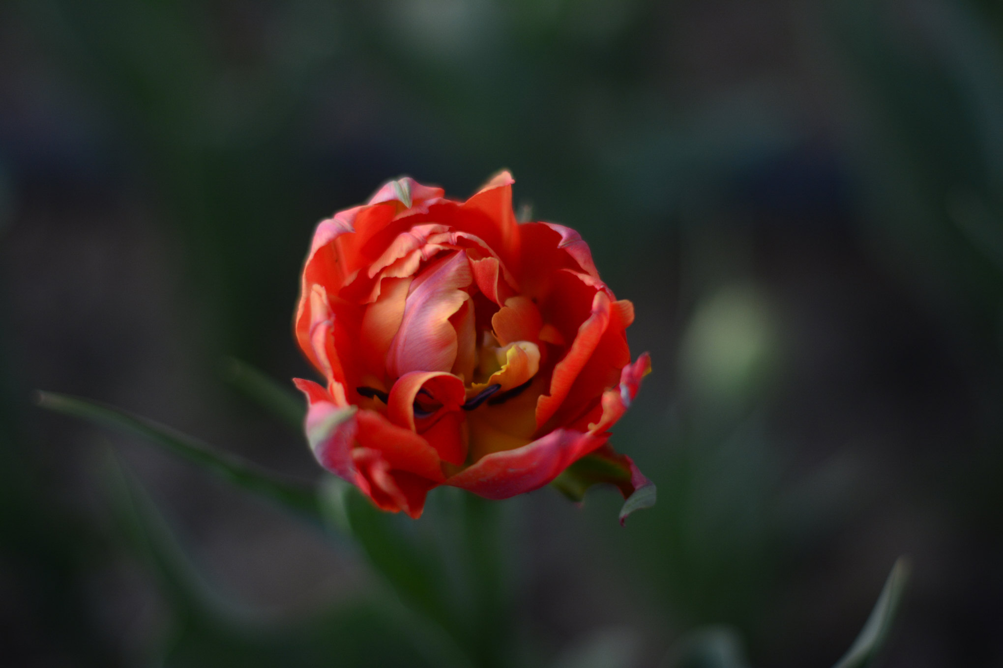 nEO_IMG__DSC1191.jpg