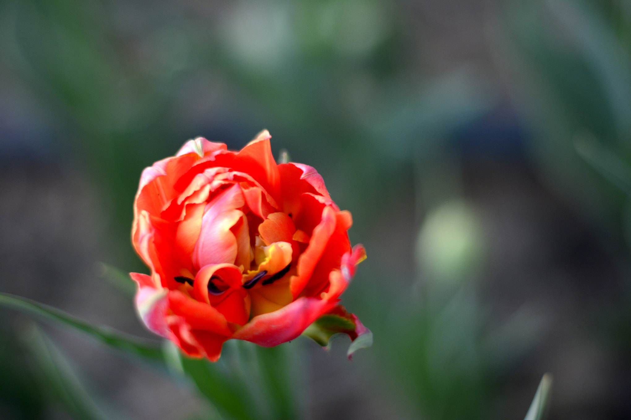 nEO_IMG__DSC1190.jpg