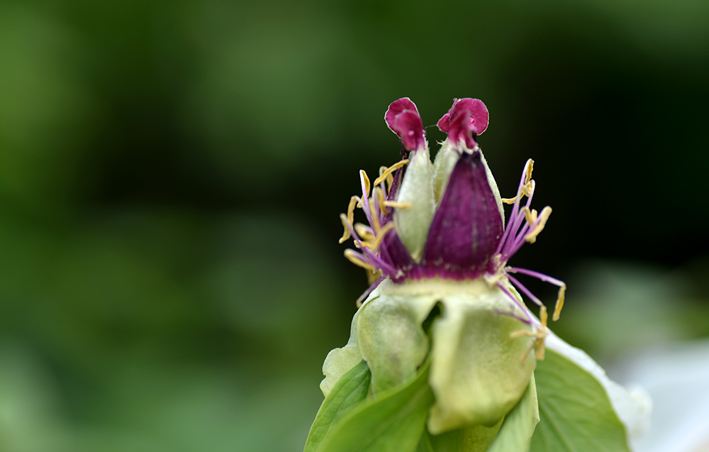DSC_6276.JPG
