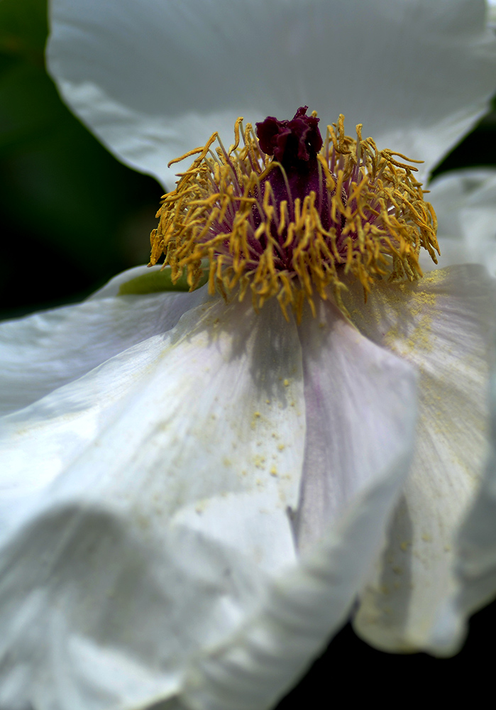 DSC_6271.JPG