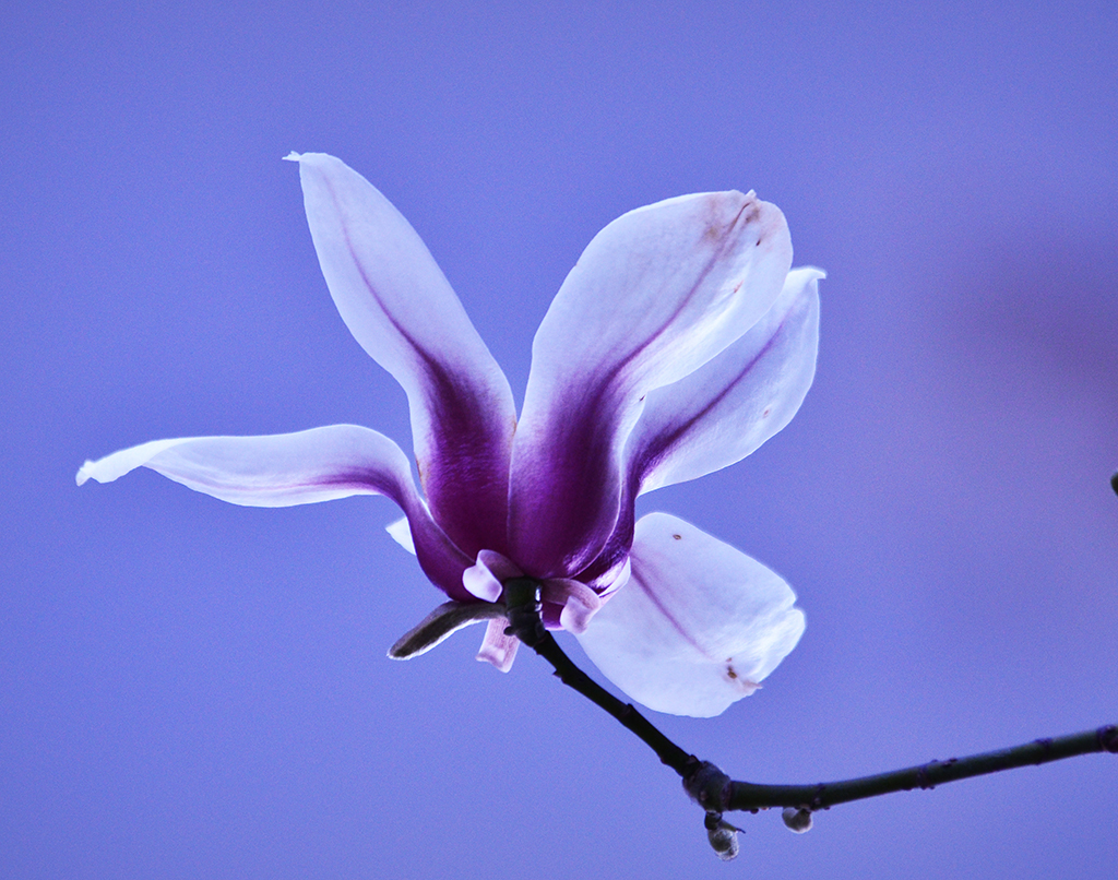 DSC_6730.JPG