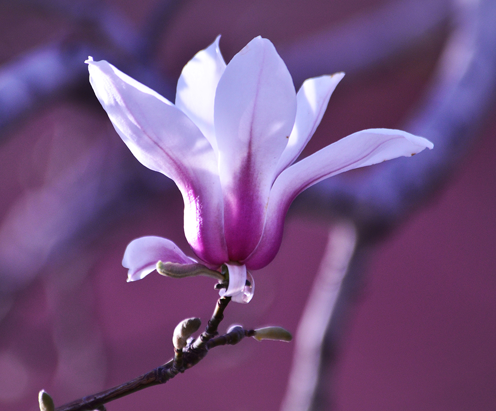 DSC_6753.JPG
