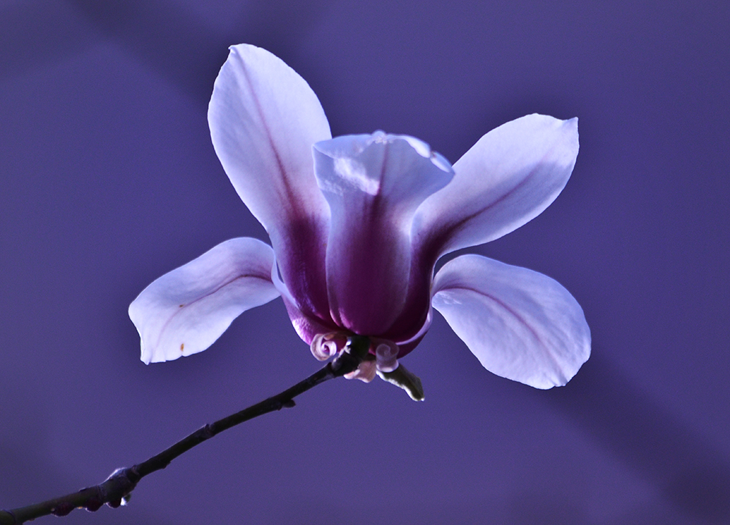 DSC_6755.JPG