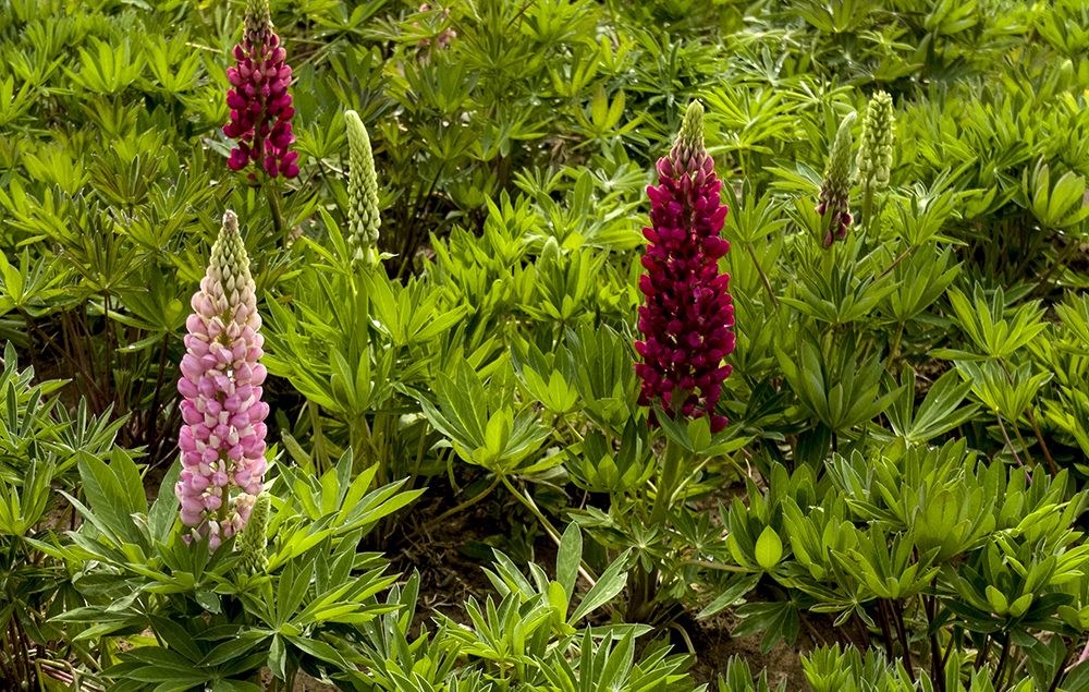 DSCF8750.jpg