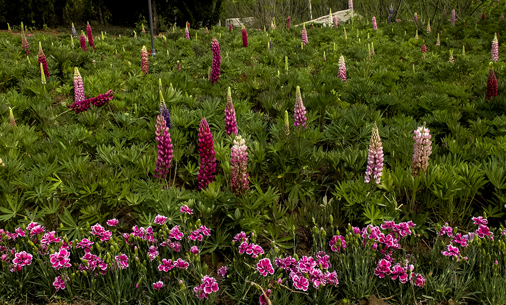 DSCF8757.jpg