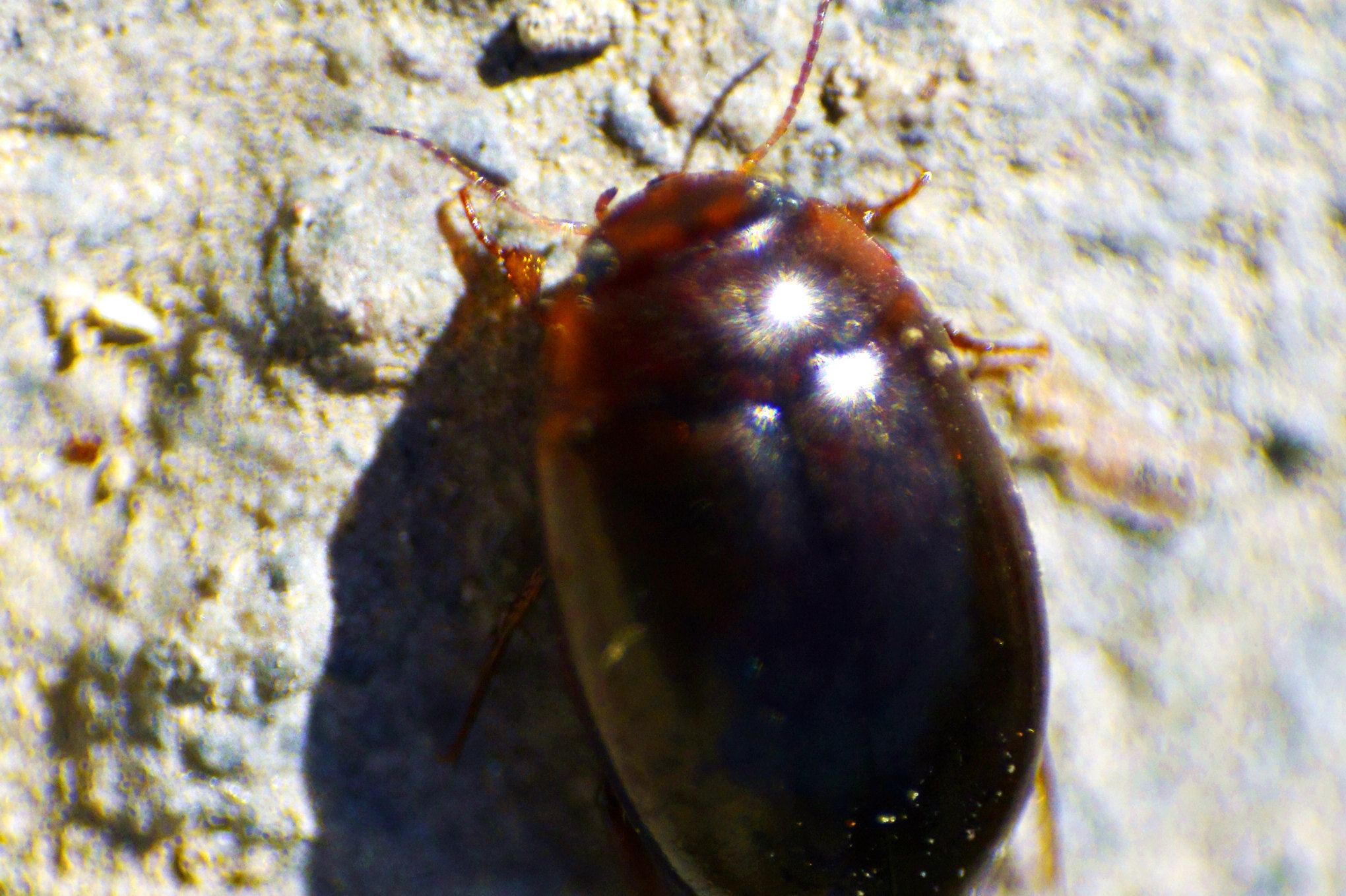 nEO_IMG__DSC8488.jpg