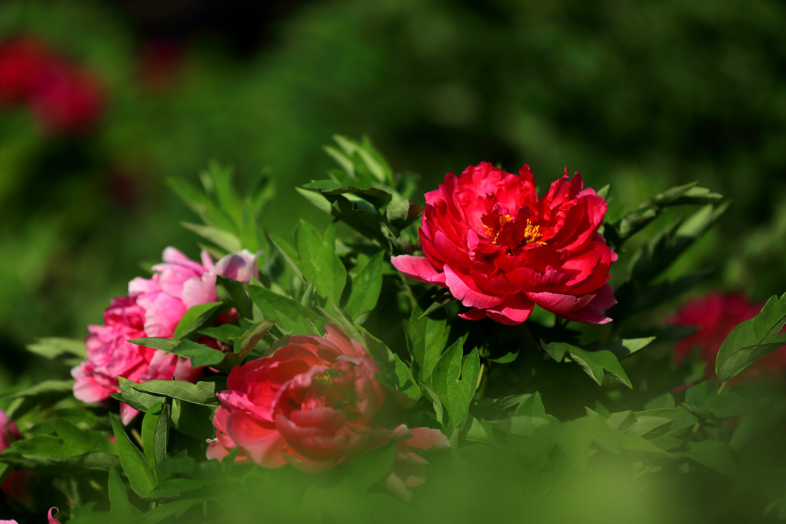 7U2A6905.JPG