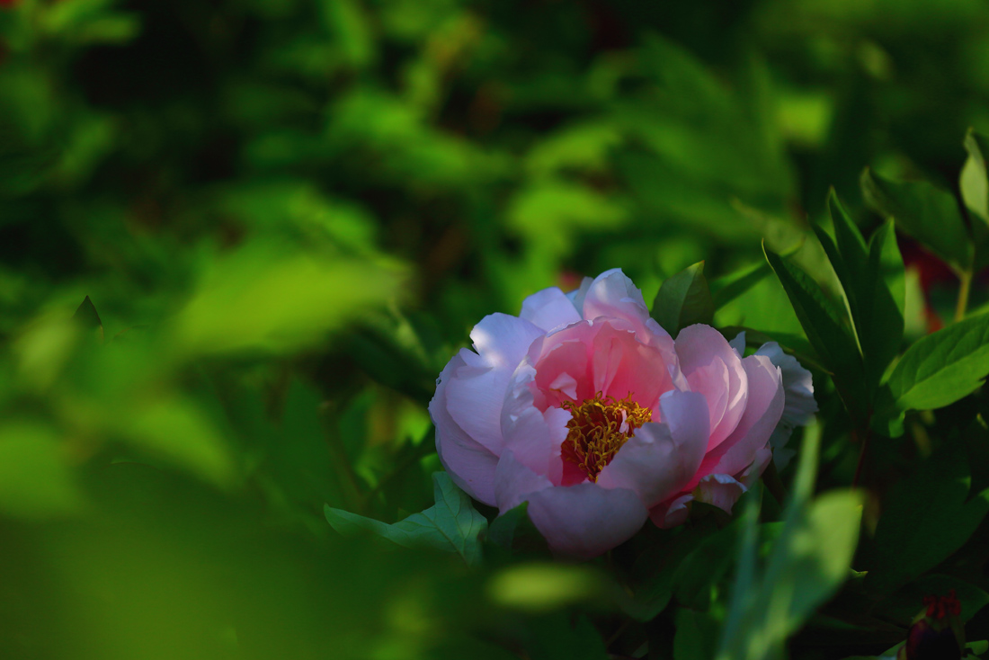 7U2A6929.JPG