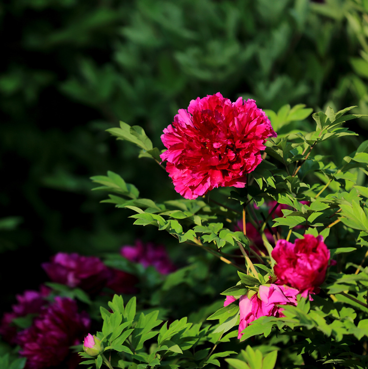 7U2A6899.JPG