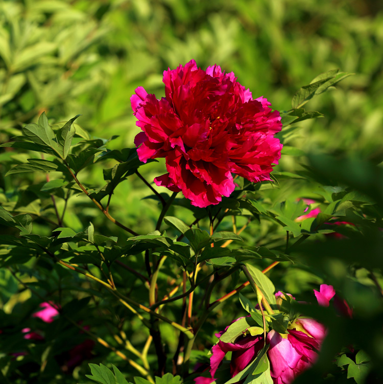 7U2A6895.JPG