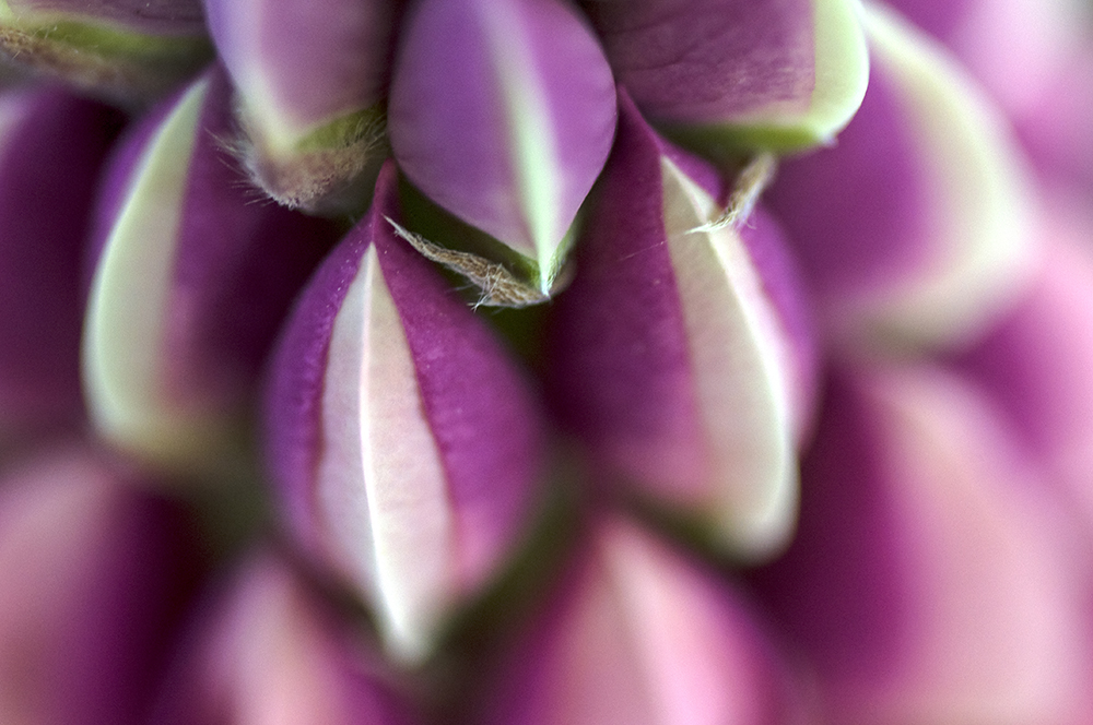 DSC_0080.jpg