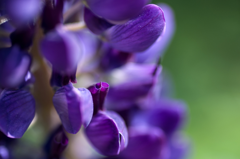 DSC_0085.jpg