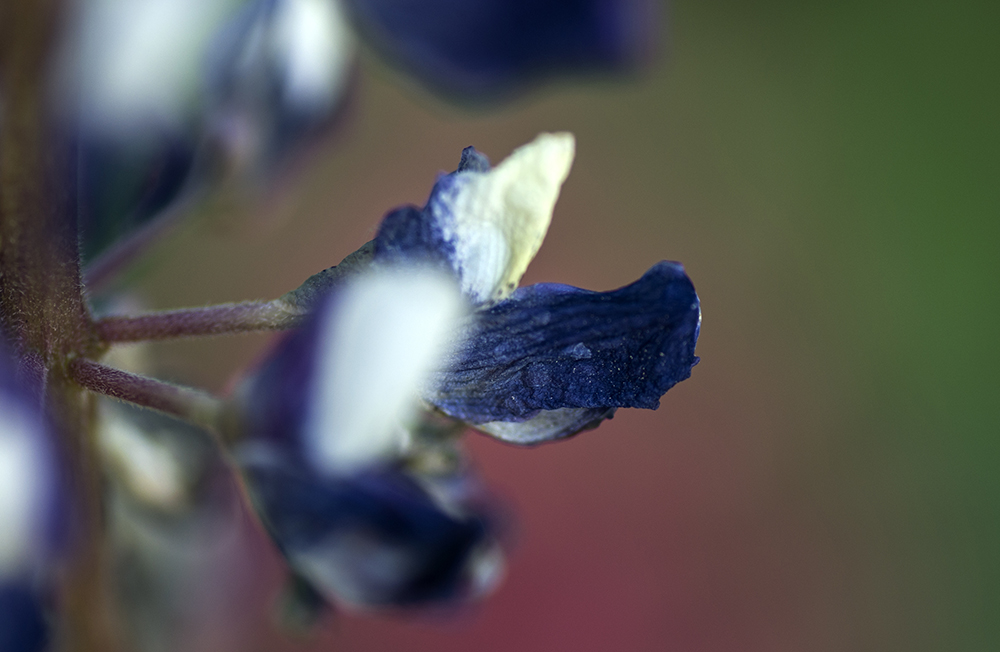 DSC_0088.jpg