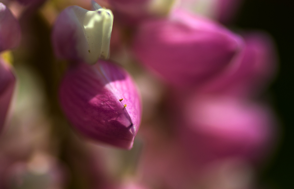 DSC_0089.jpg