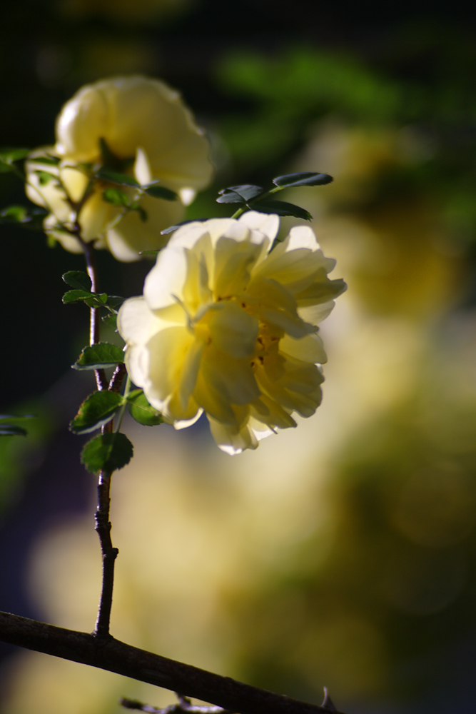IMG_8974.jpg
