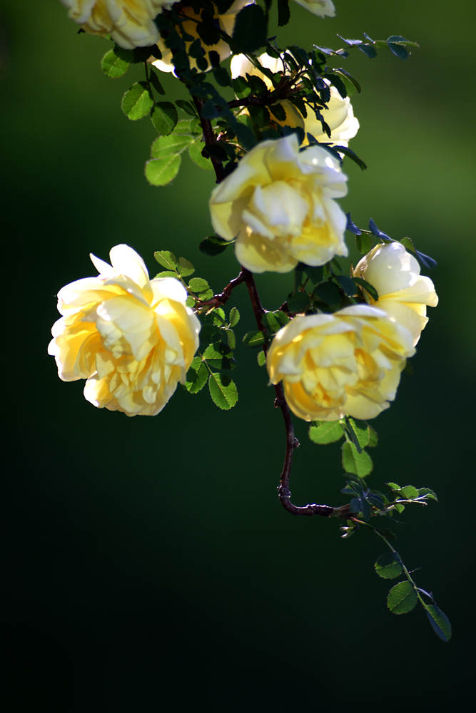 IMG_8978.jpg