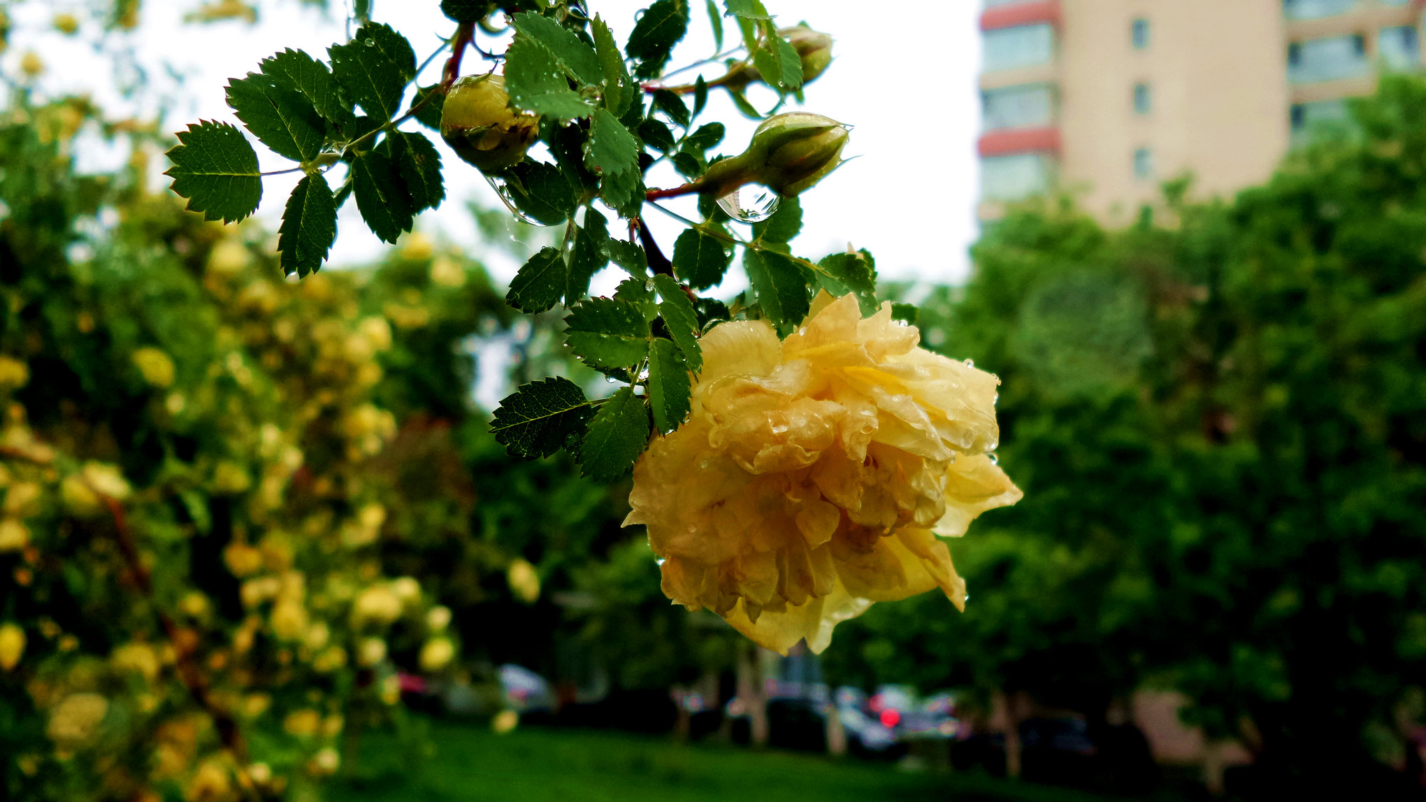 nEO_IMG_20160503_122347.jpg
