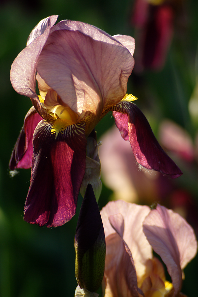 IMG_9016.jpg